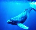 Синий кит, синий кит является крупнейшим ж